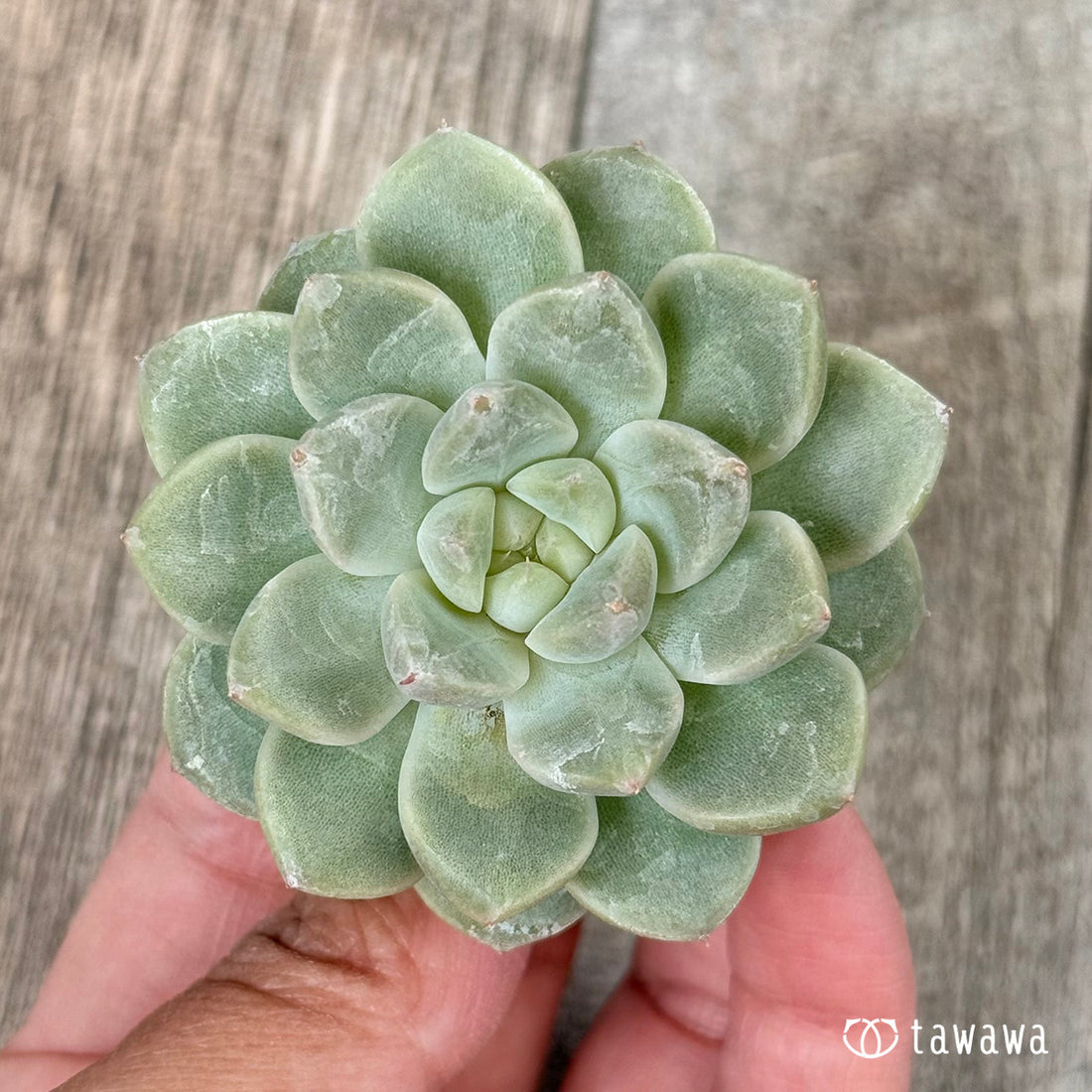 ムジ (チャンヒー農園苗)