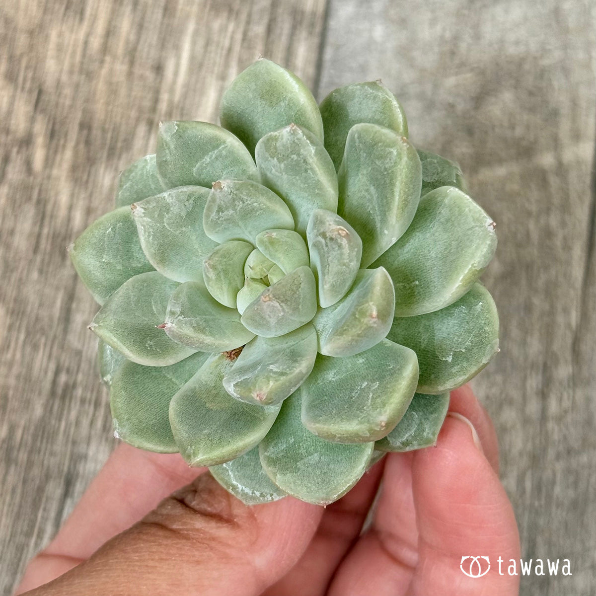 ムジ (チャンヒー農園苗)
