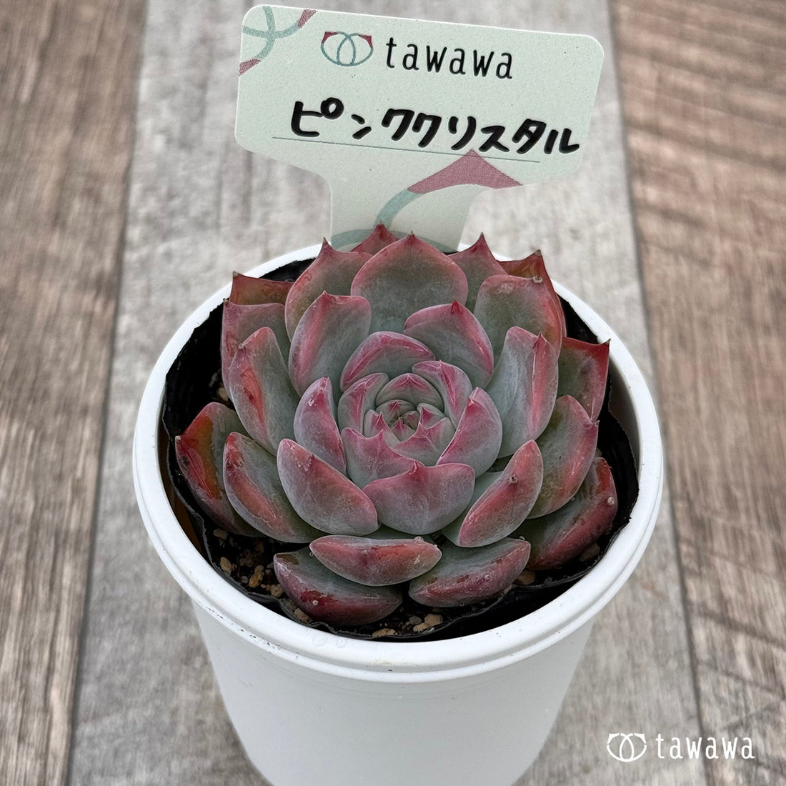 ピンククリスタル 【tawawaハウス苗】