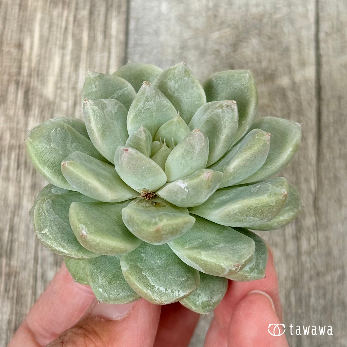 ムジ (チャンヒー農園苗)
