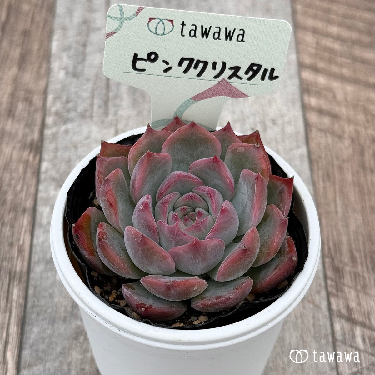 ピンククリスタル 【tawawaハウス苗】