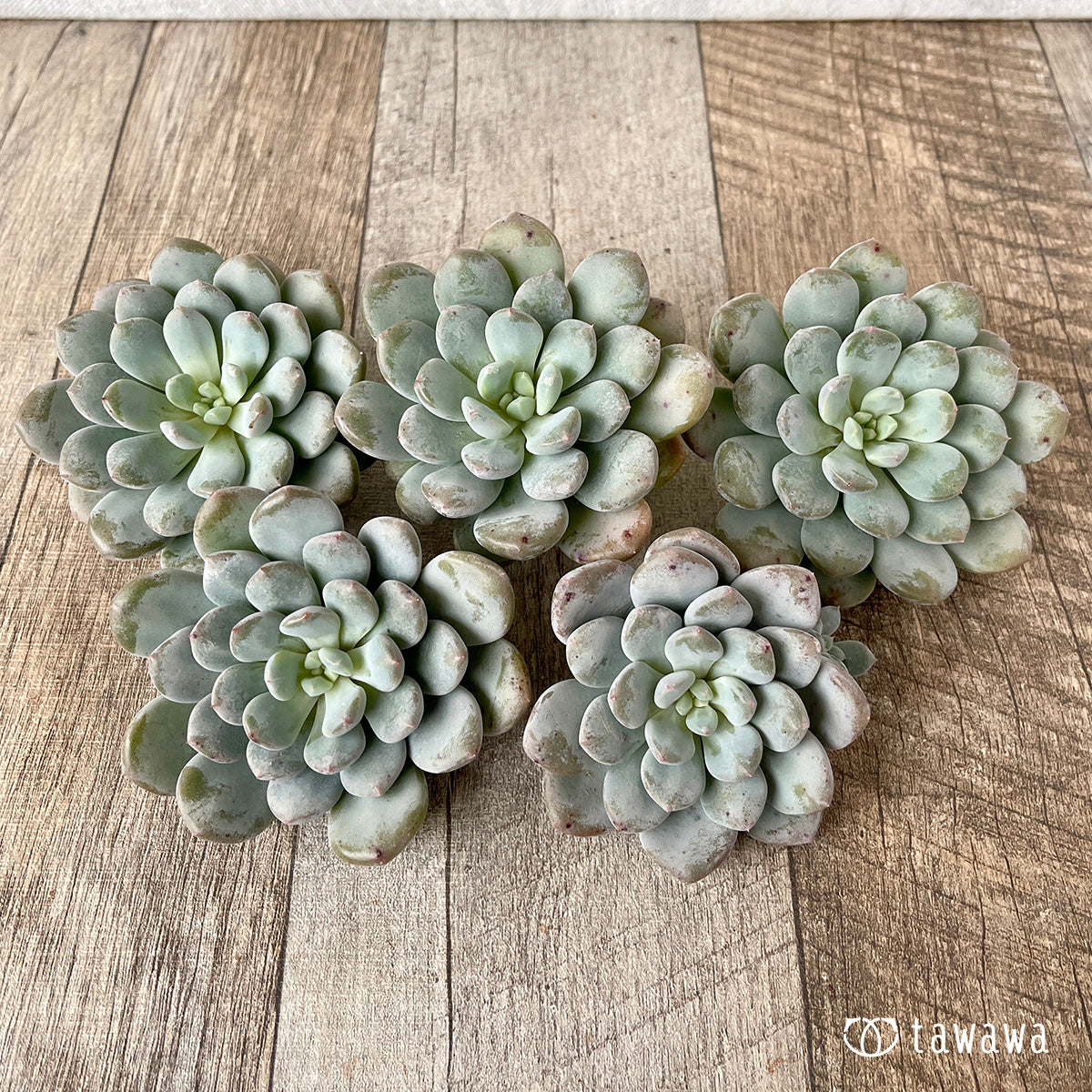 *新入荷* クリームバブル