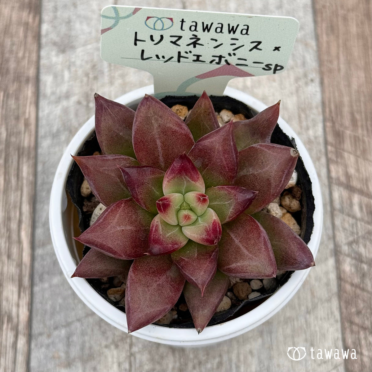 Echeveria &