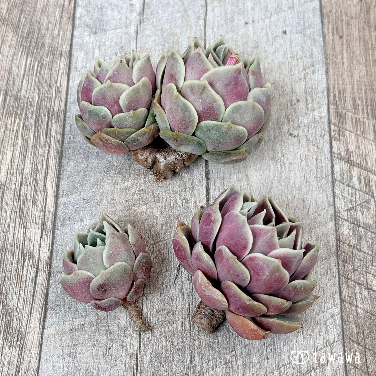 New Arrivals: Ice Green