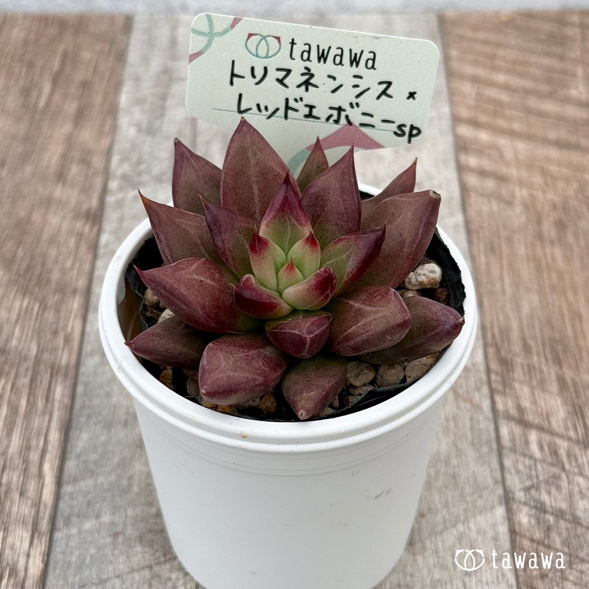 Echeveria &