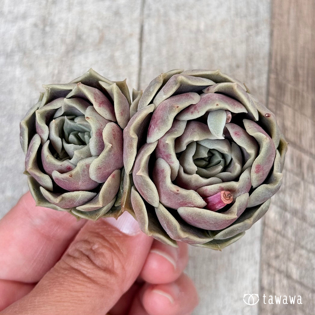 New Arrivals: Ice Green