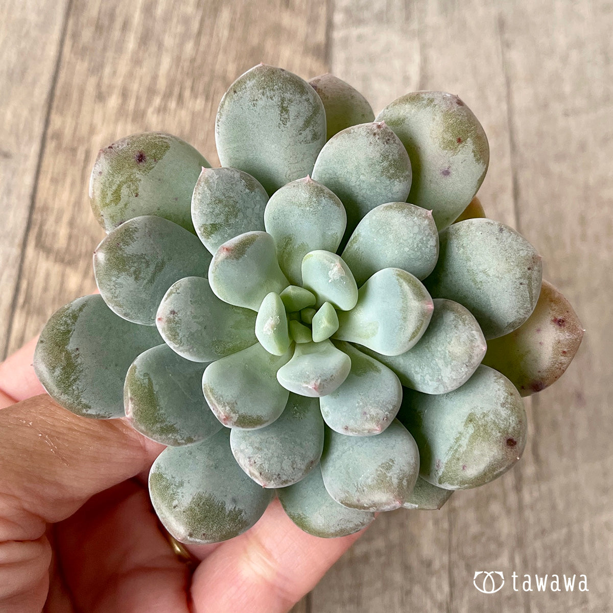 *新入荷* クリームバブル