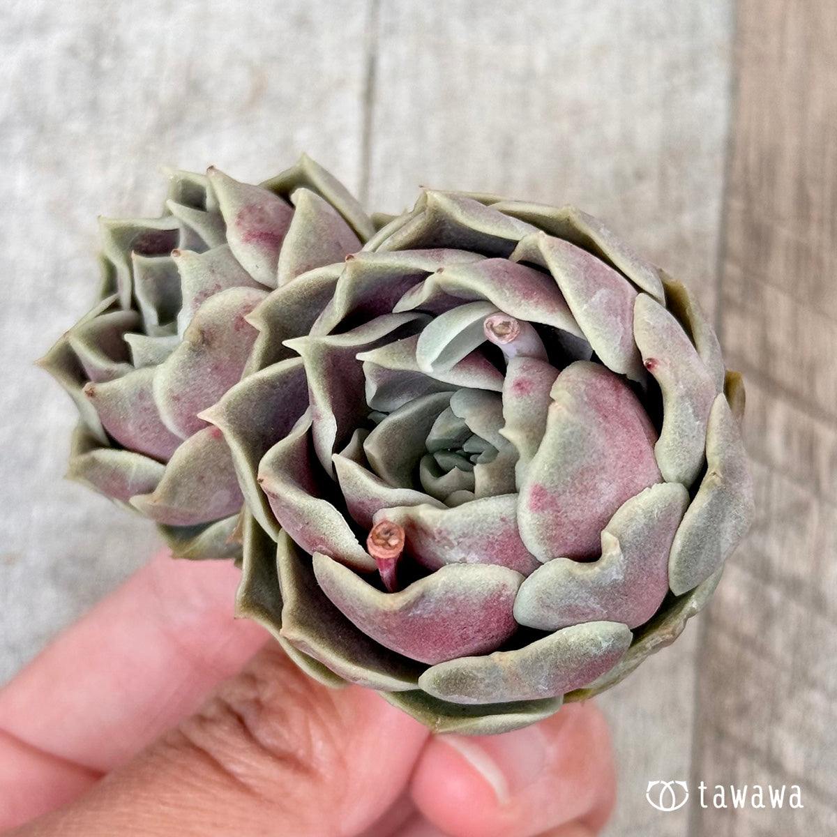 New Arrivals: Ice Green