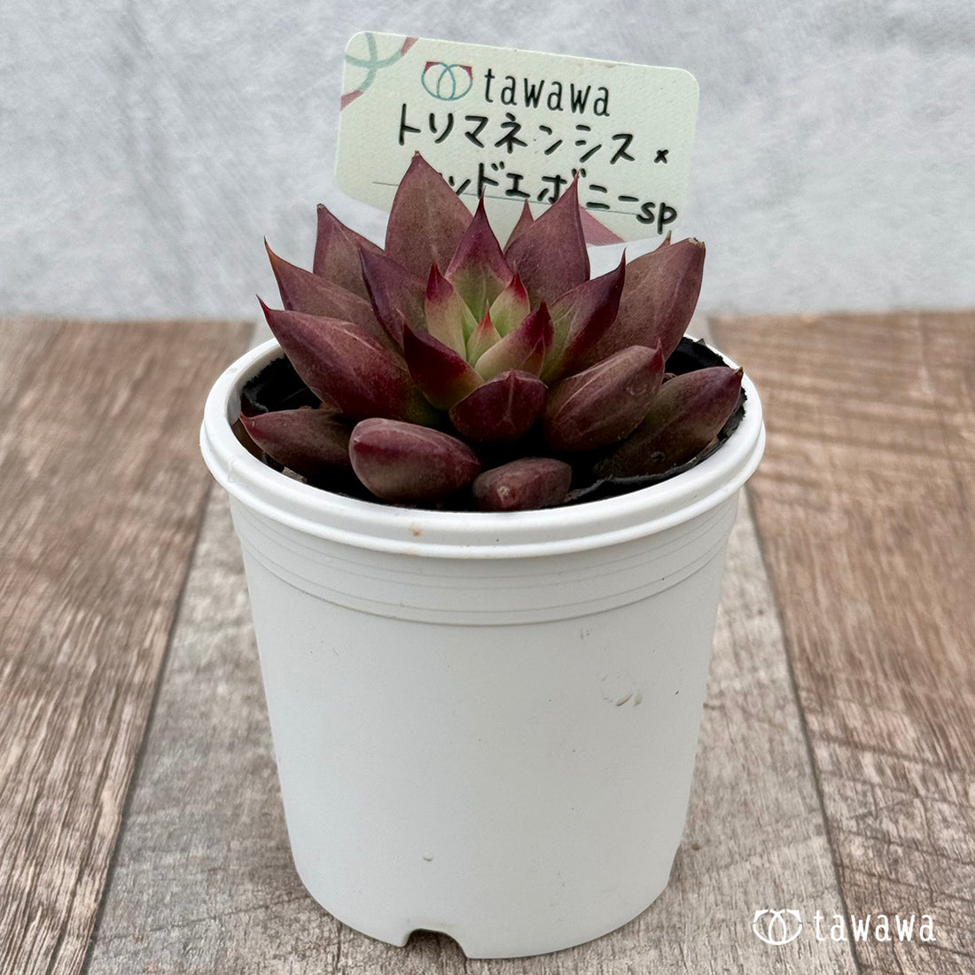 トリマネンシス×レッドエボニーsp 【tawawaハウス苗】