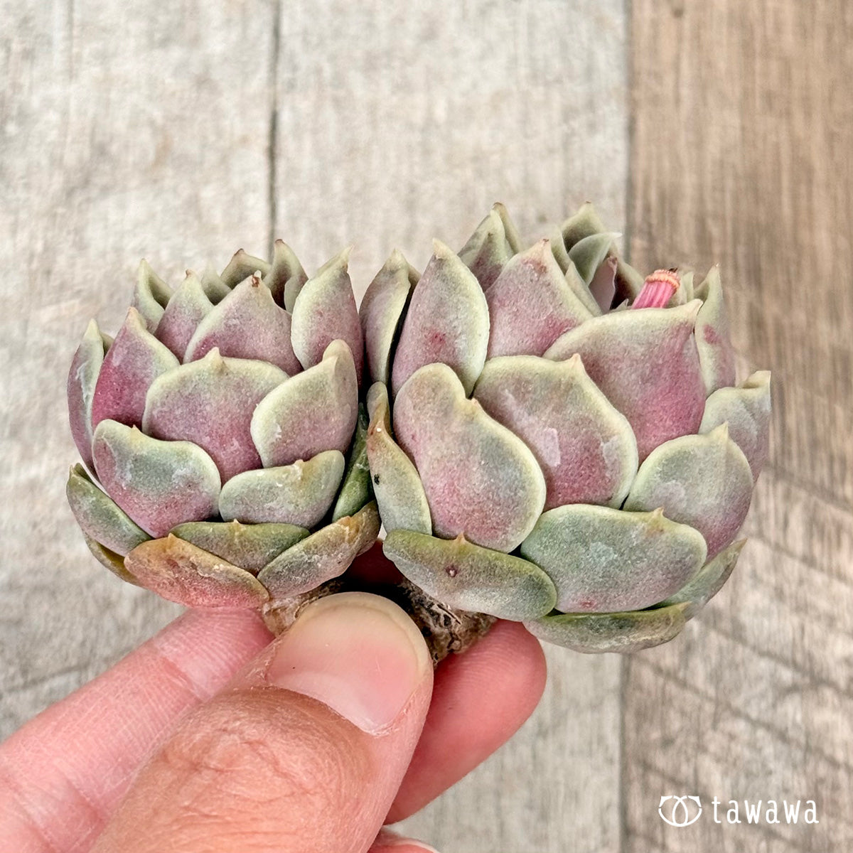 New Arrivals: Ice Green
