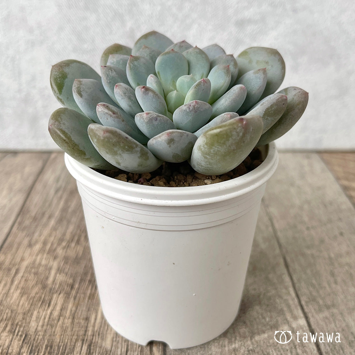 *新入荷* クリームバブル