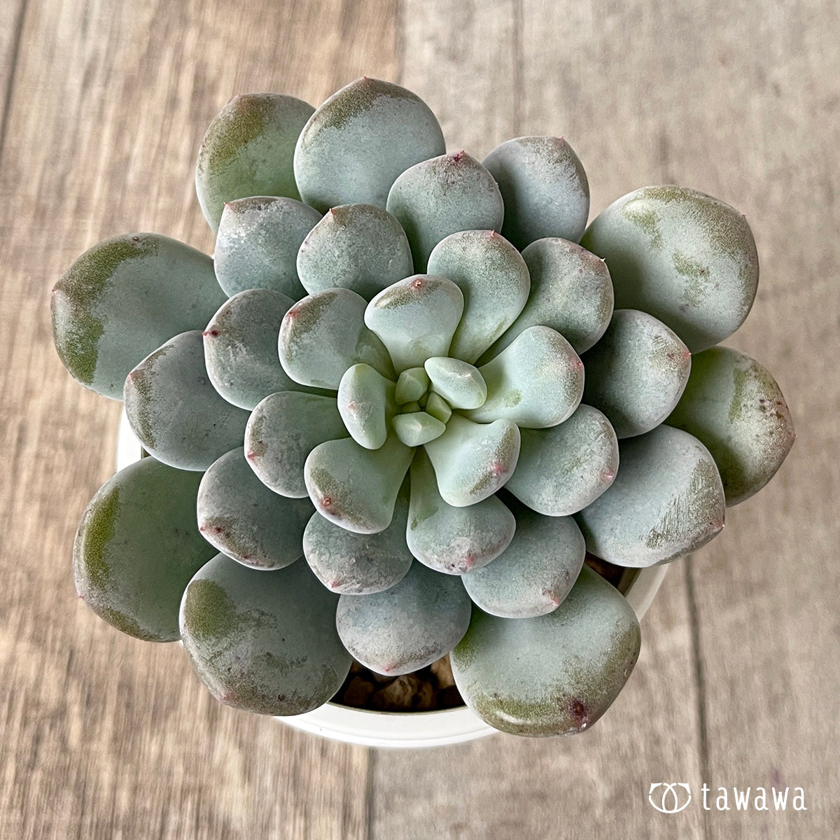 *新入荷* クリームバブル