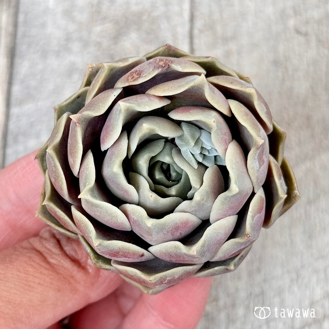 New Arrivals: Ice Green