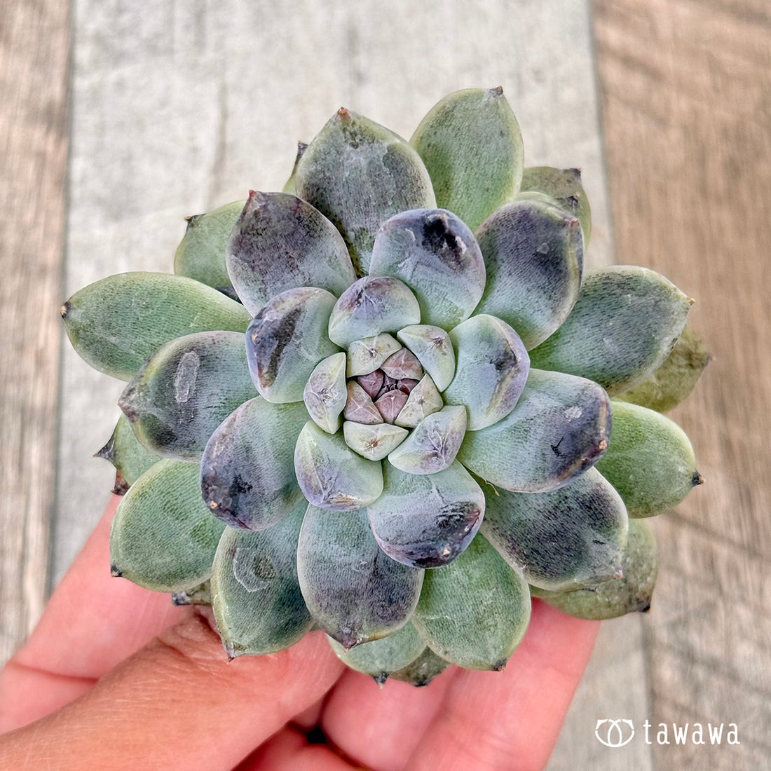 ブルーソング (チャンヒー農園苗)