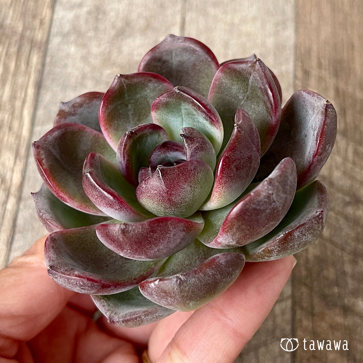 *新入荷* ダークオパール【大サイズ】