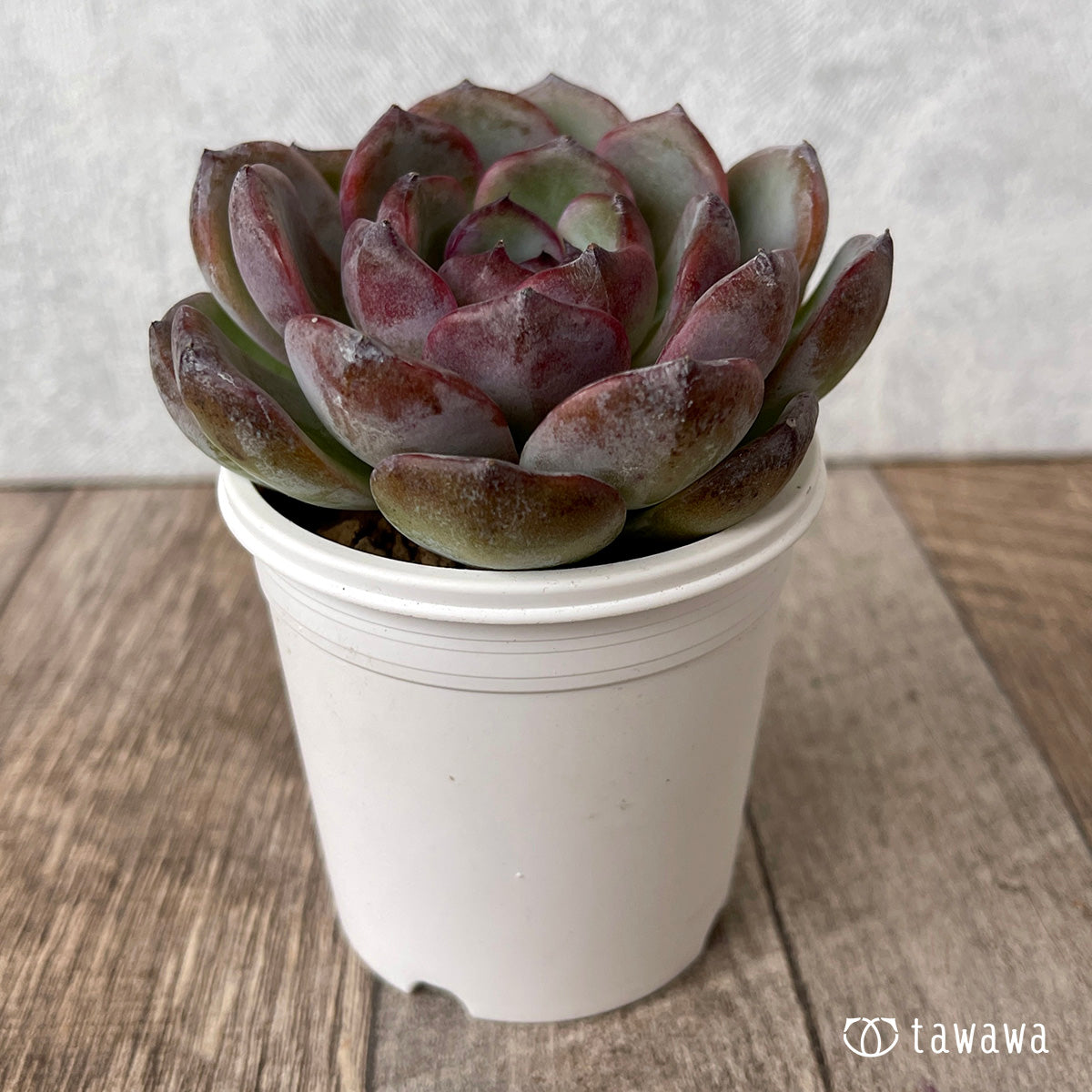 *新入荷* ダークオパール【大サイズ】