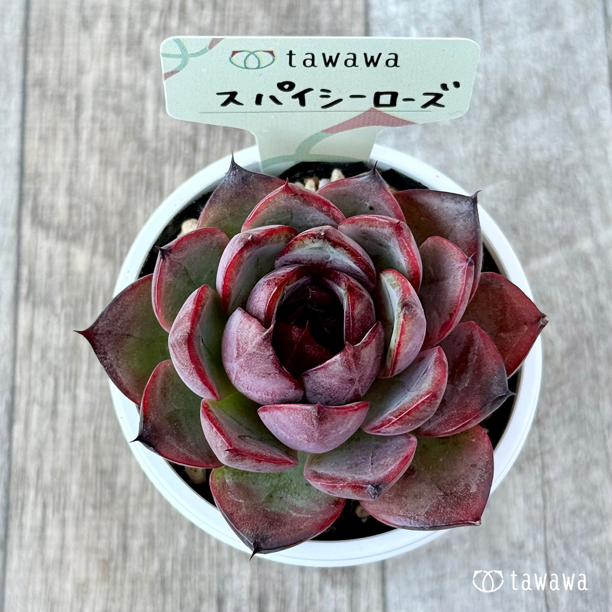 New Arrivals: Ice Green