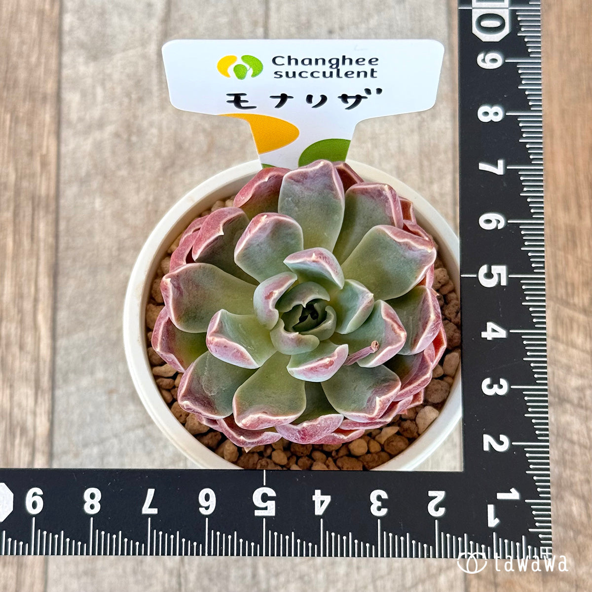 *新入荷* モナリザ【単頭苗】(チャンヒー農園苗)