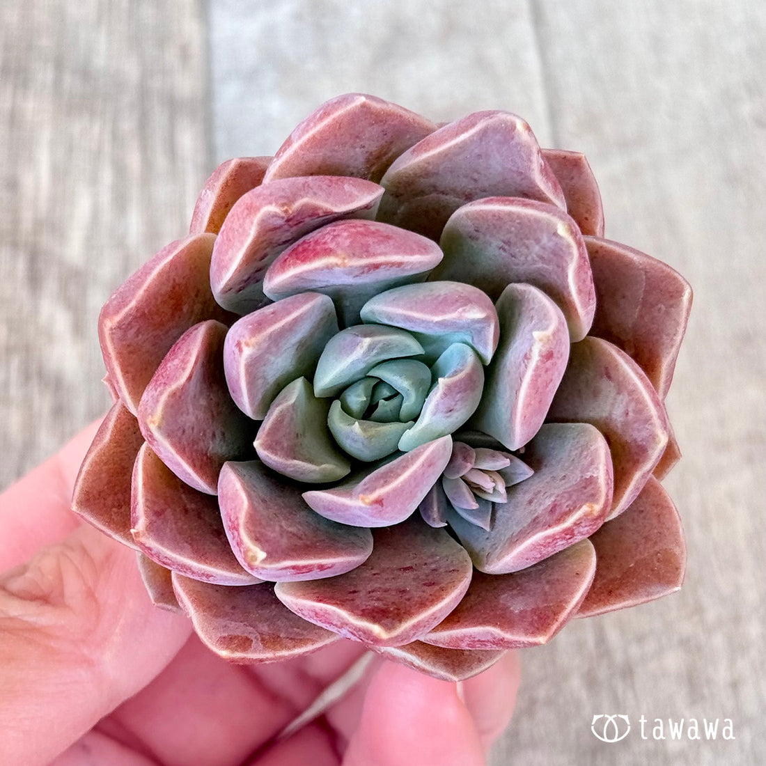 モナリザ【単頭苗】(チャンヒー農園苗)