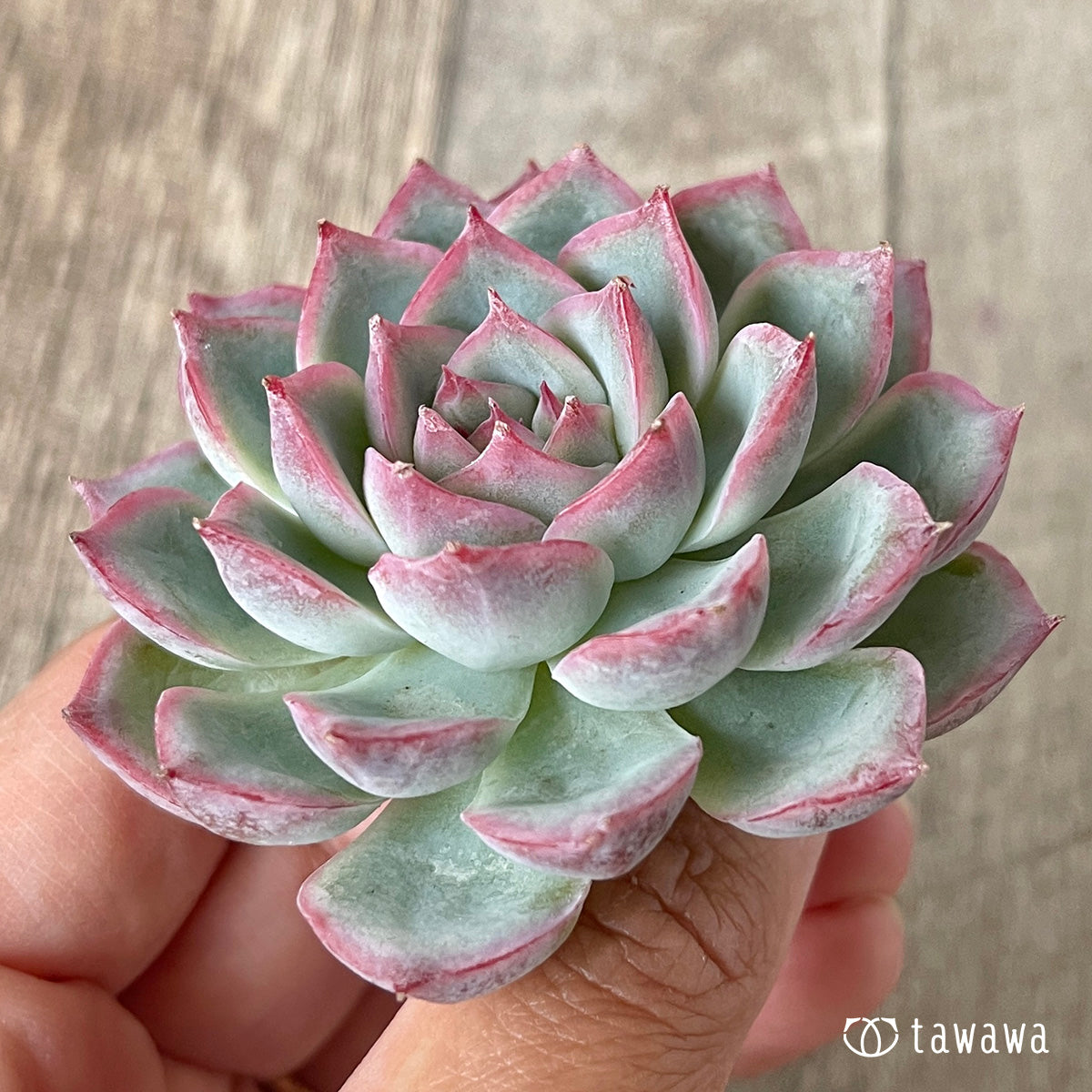 Koroki