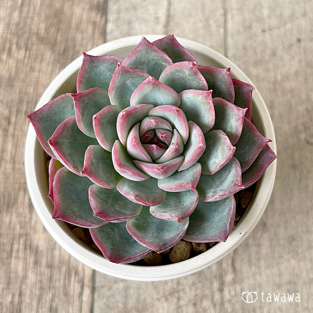 *新入荷* コットンブルー