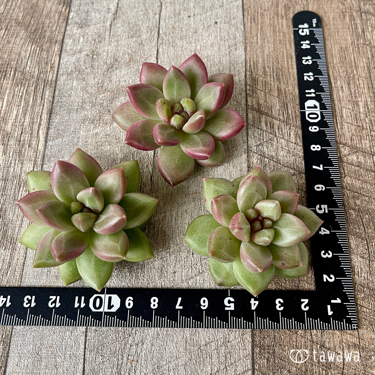 *新入荷* チボリ