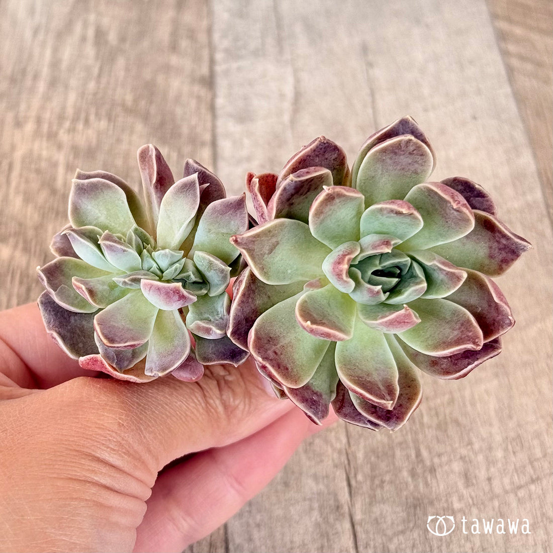 New Arrivals: Ice Green