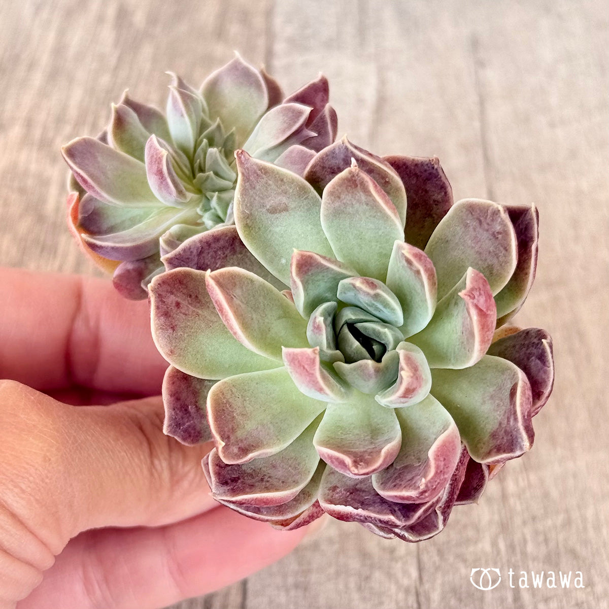 New Arrivals: Ice Green