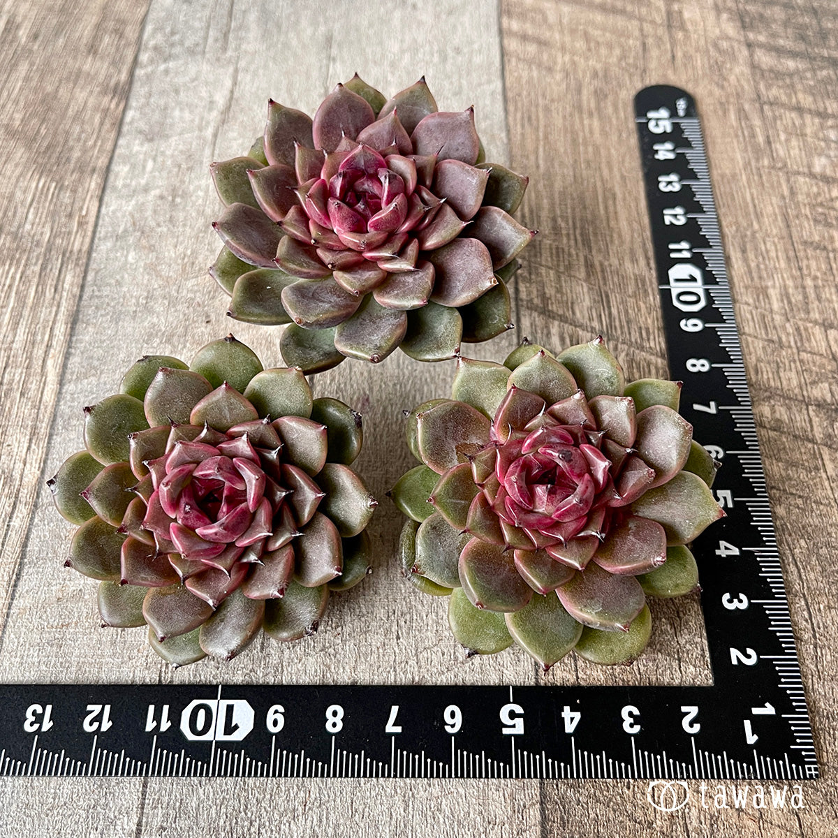 New Arrival* Cubic Frost