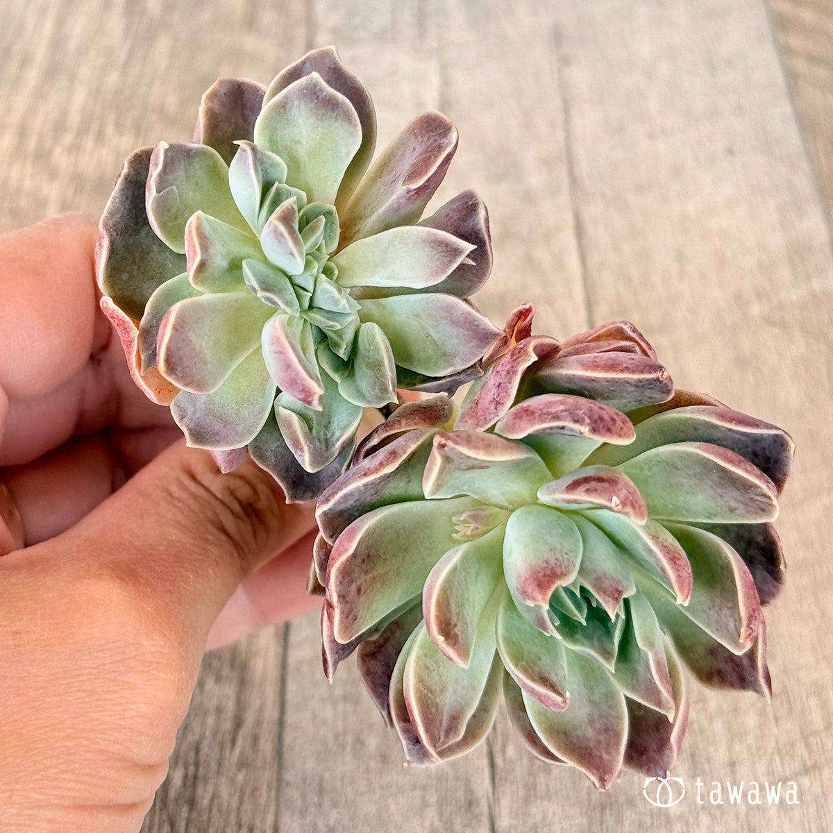 New Arrivals: Ice Green