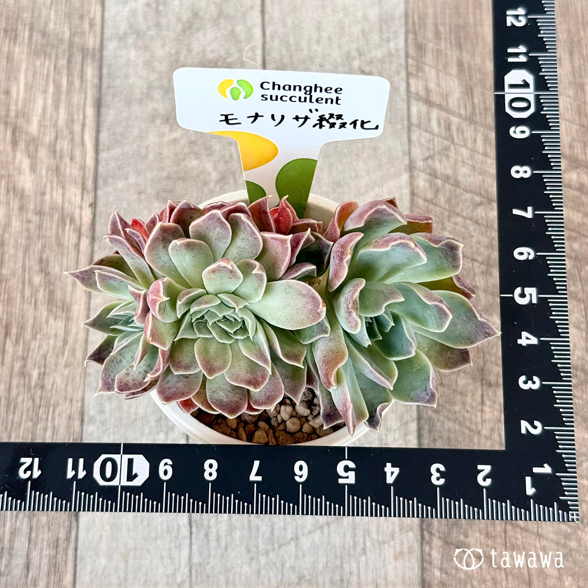 New Arrivals: Ice Green