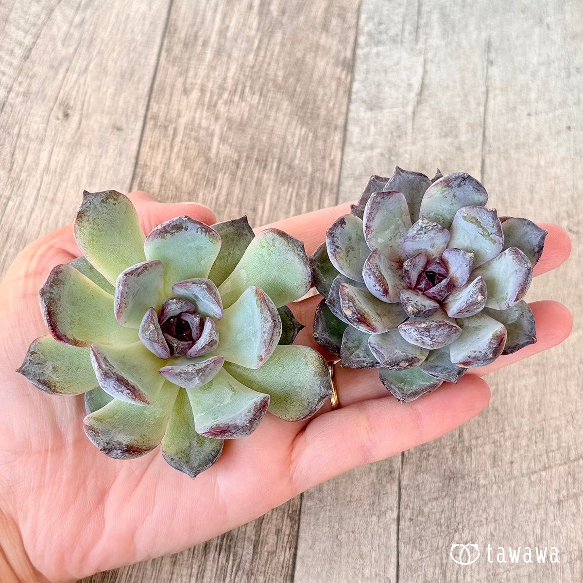 New Arrivals: Ice Green