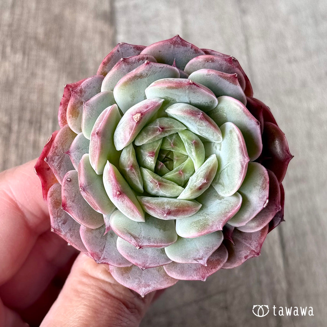 レッドチョコボール