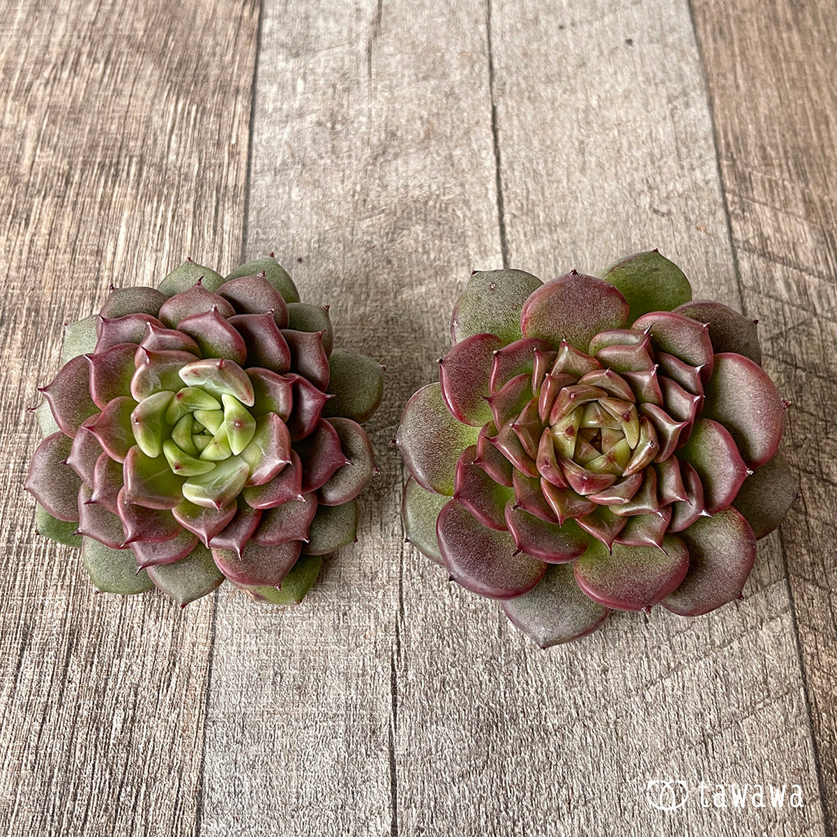 New Arrival* Cubic Frost