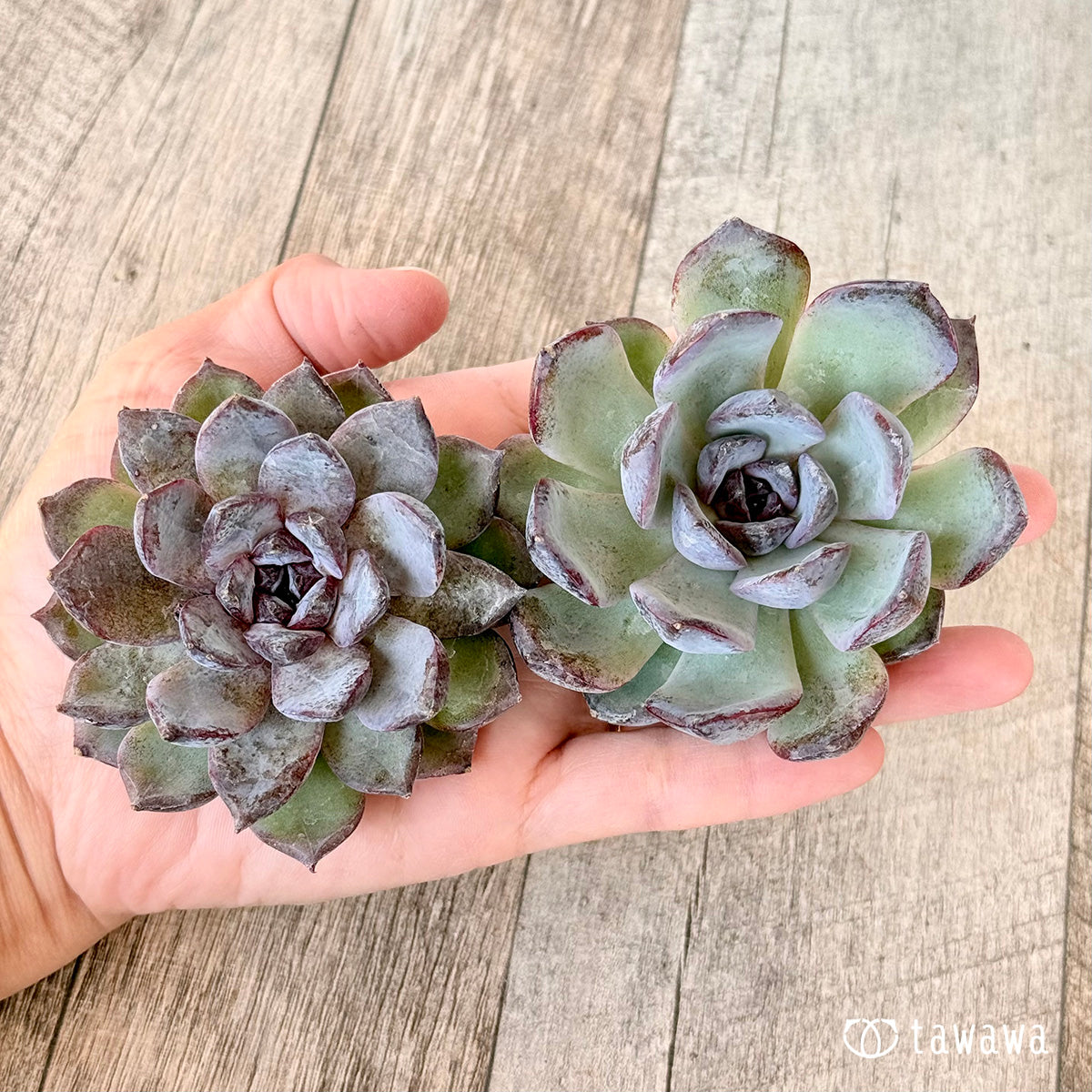 New Arrivals: Ice Green