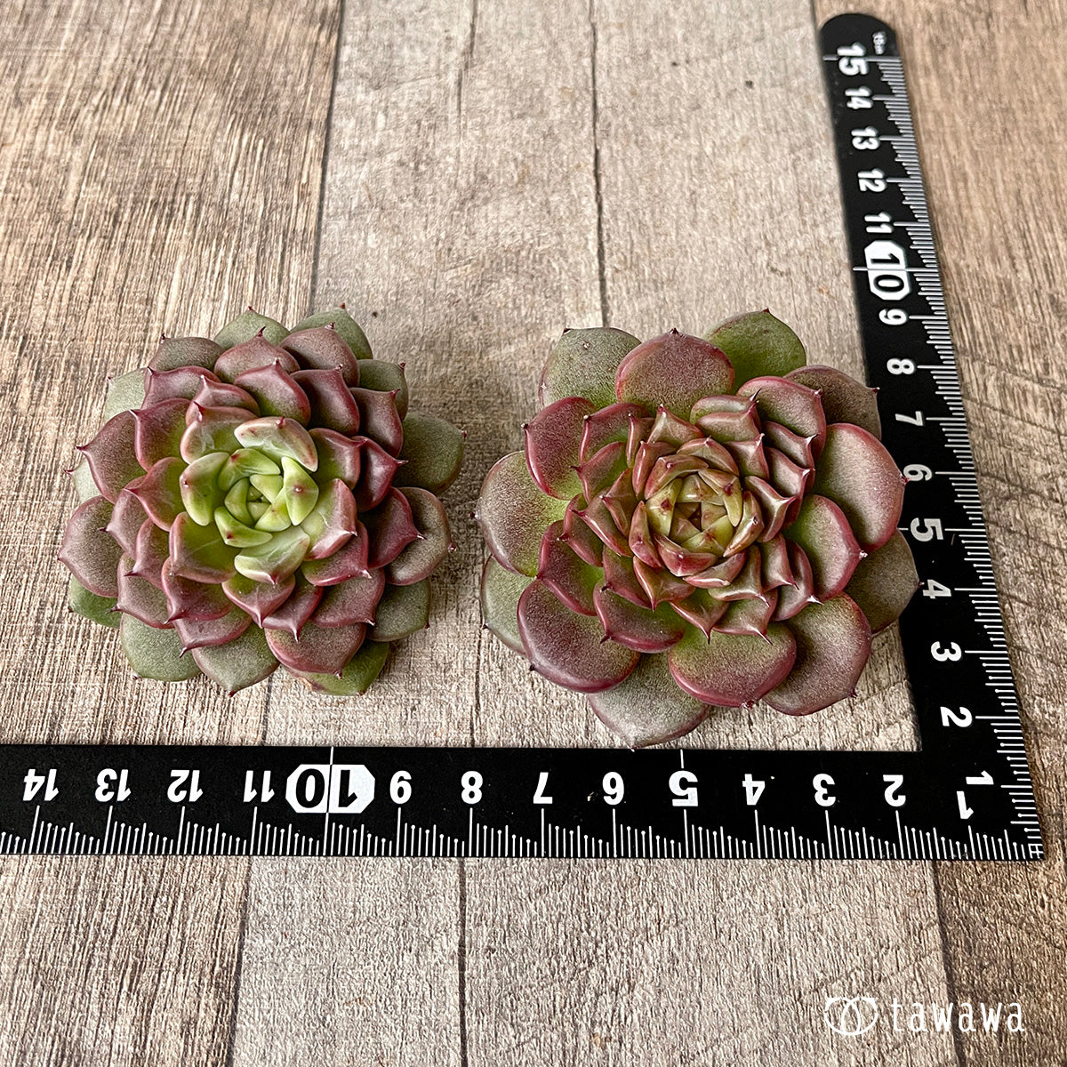 New Arrival* Cubic Frost