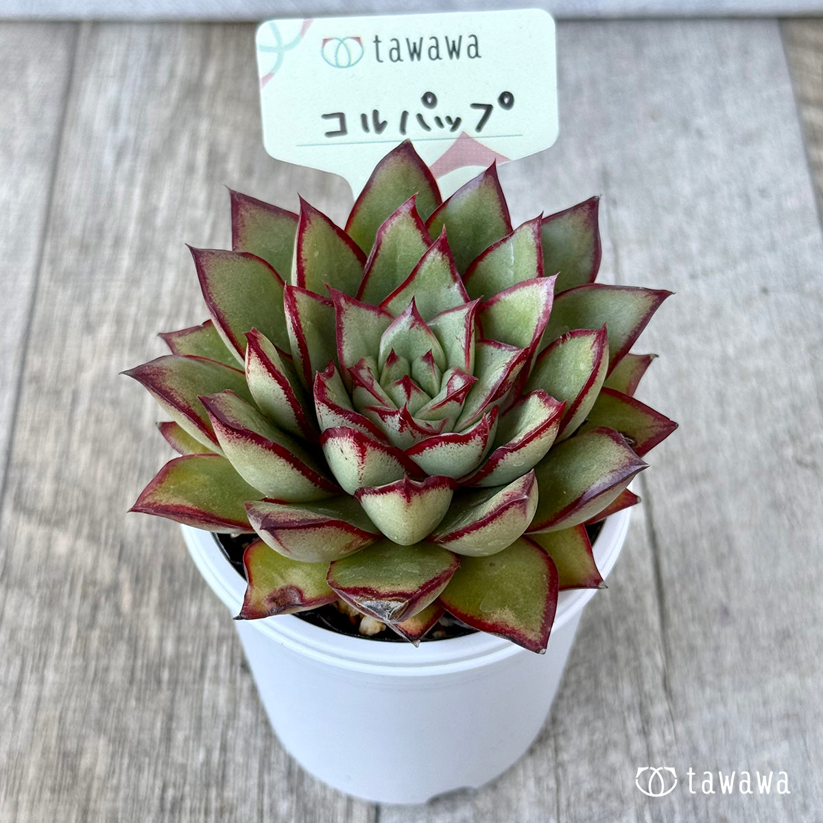 コルパップ(エアーマジック農園)【tawawaハウス苗】