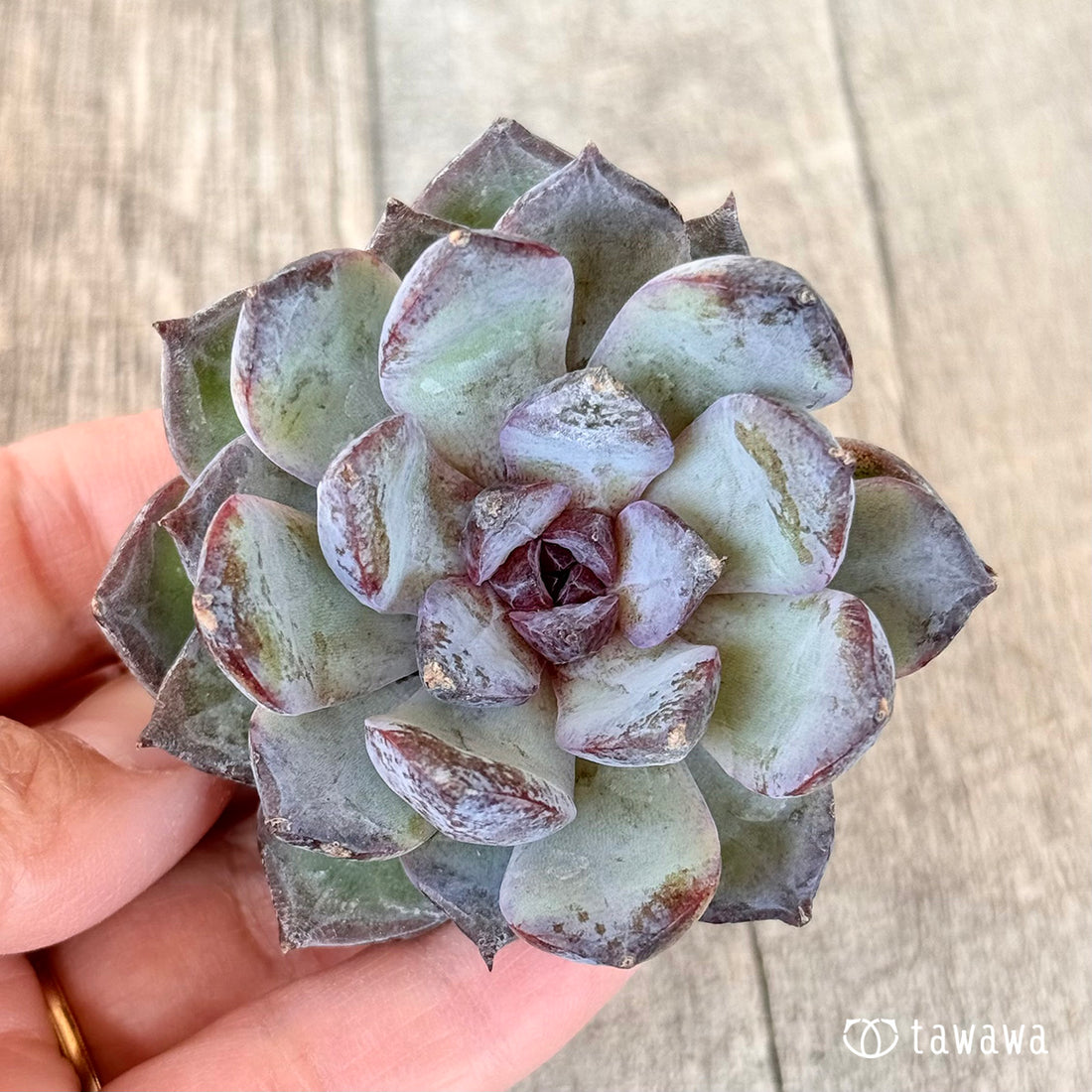 New Arrivals: Ice Green