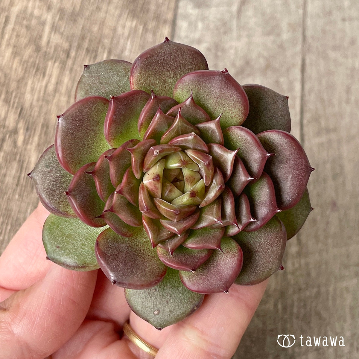 New Arrival* Cubic Frost