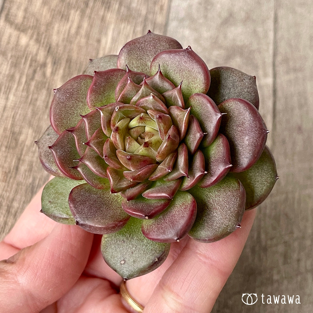 New Arrival* Cubic Frost