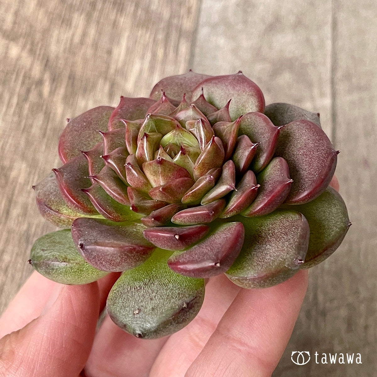 New Arrival* Cubic Frost