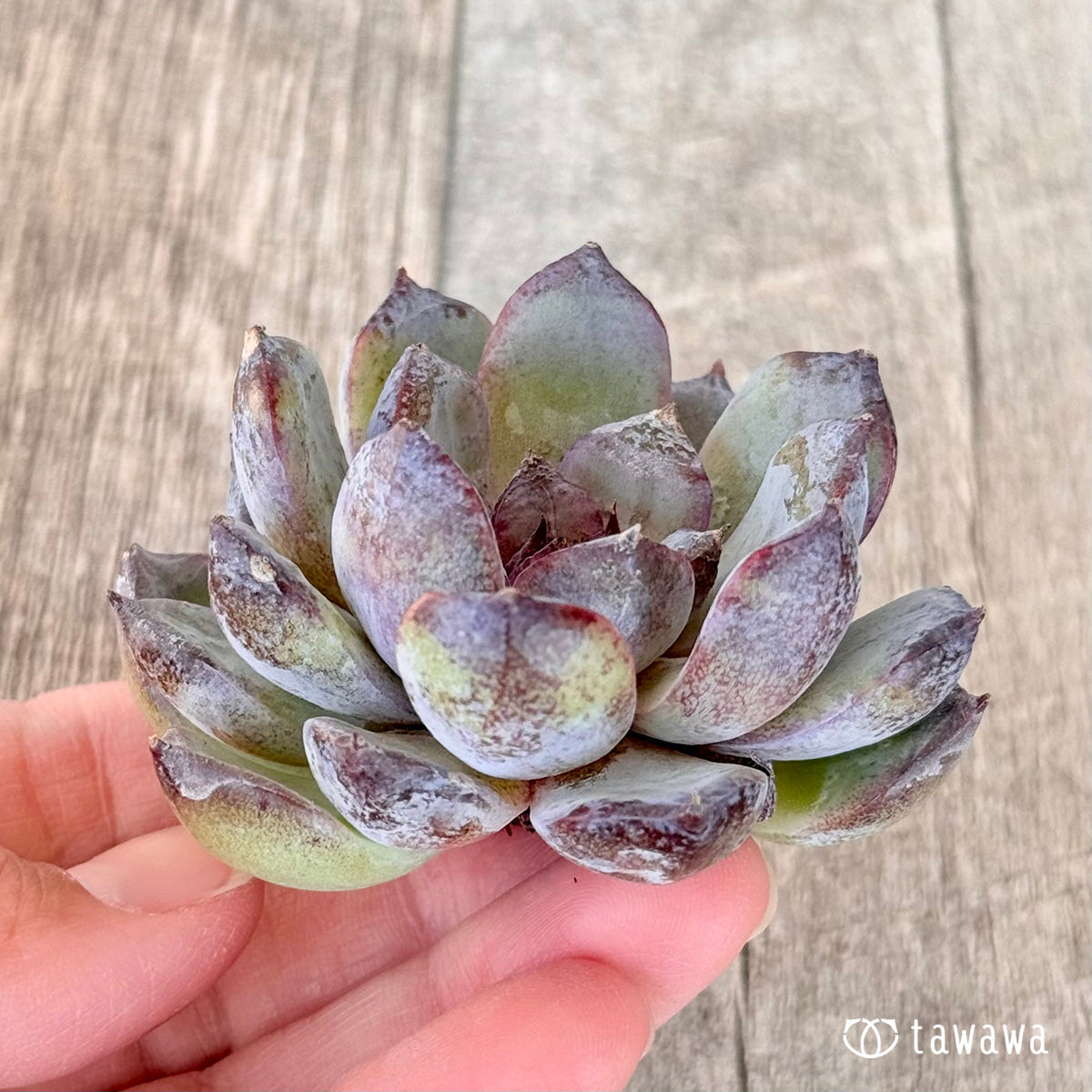 New Arrivals: Ice Green