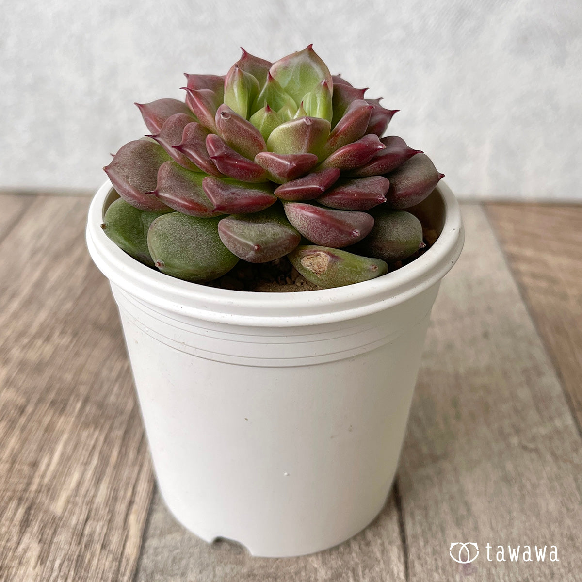 New Arrival* Cubic Frost