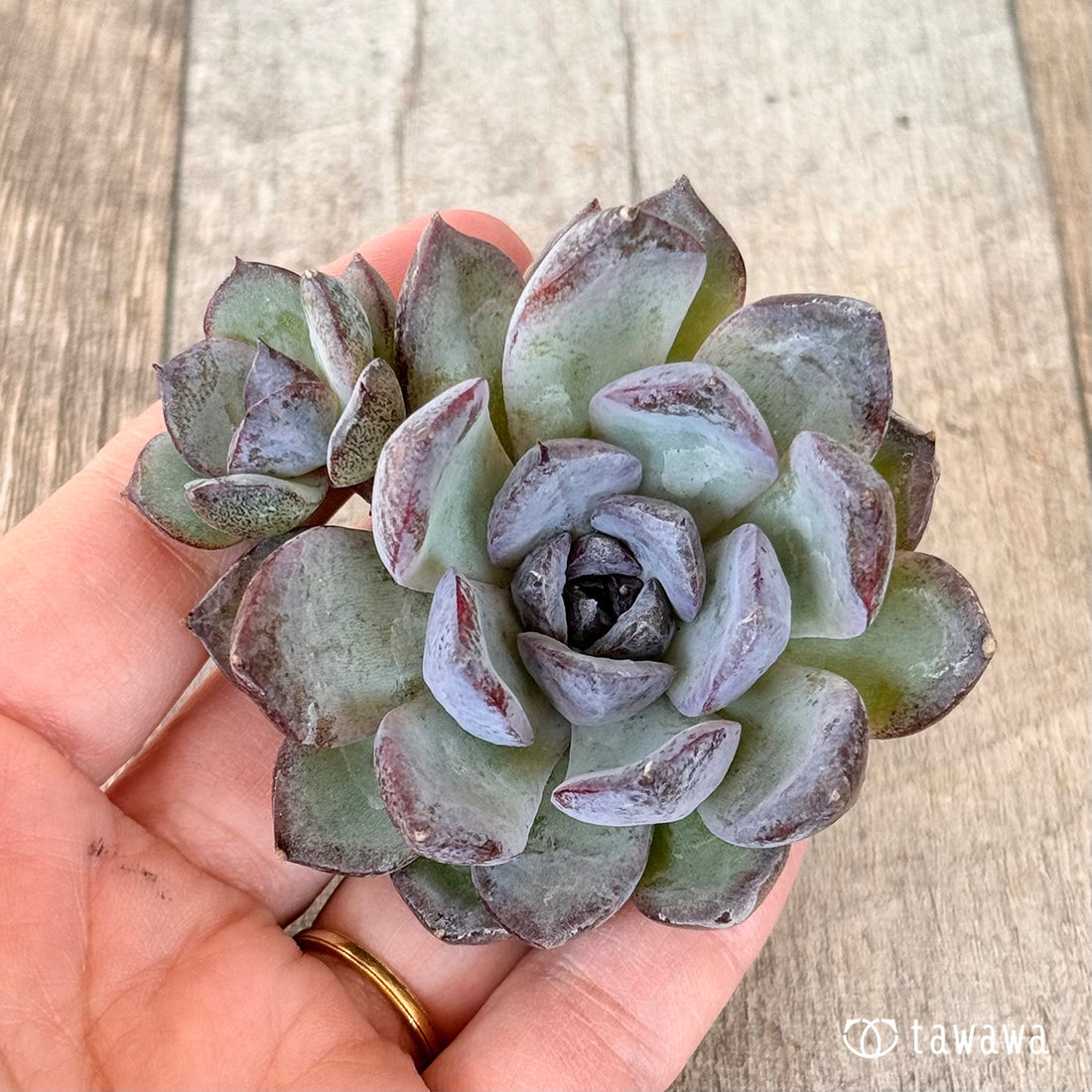 New Arrivals: Ice Green