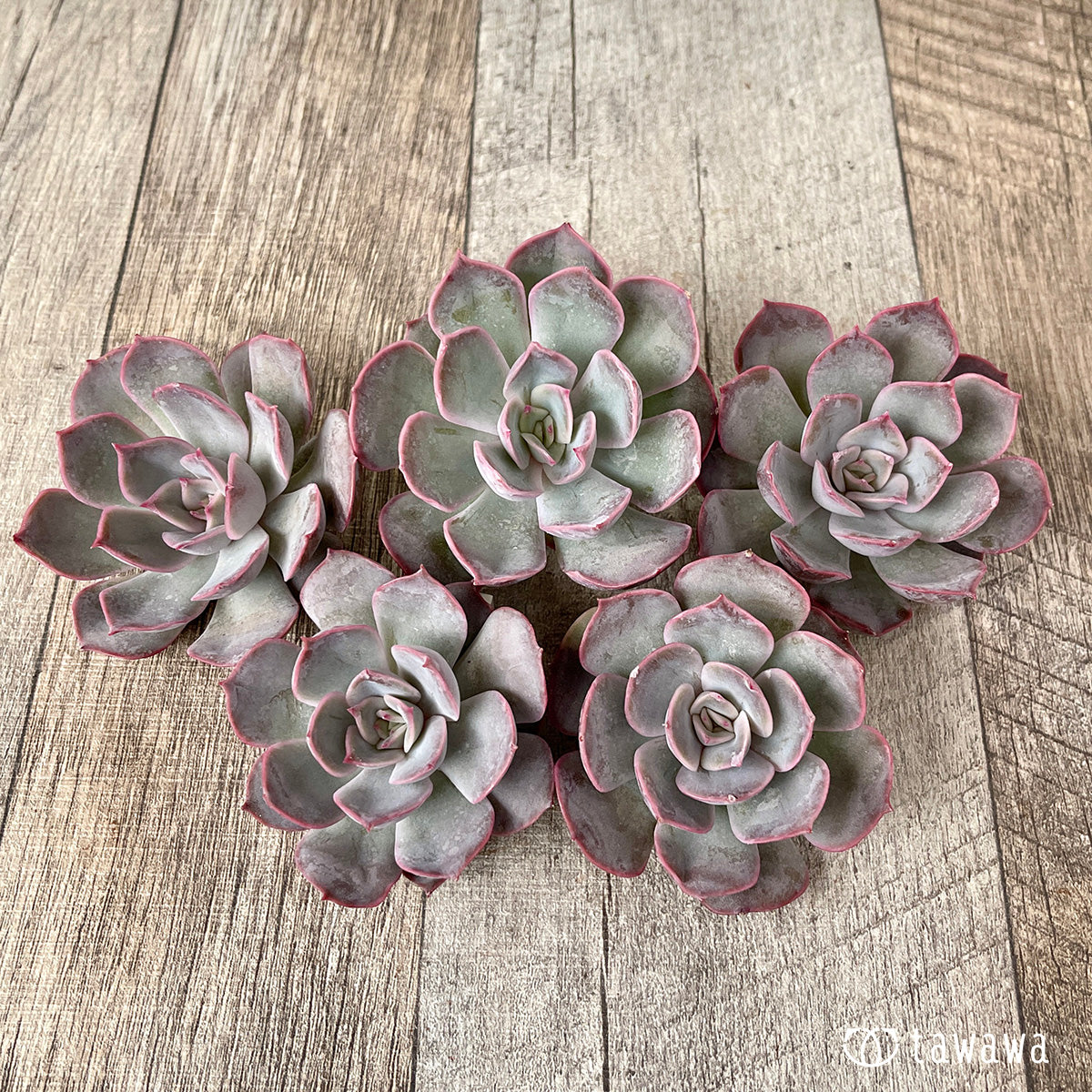 *新入荷* アールグレイ【単頭】