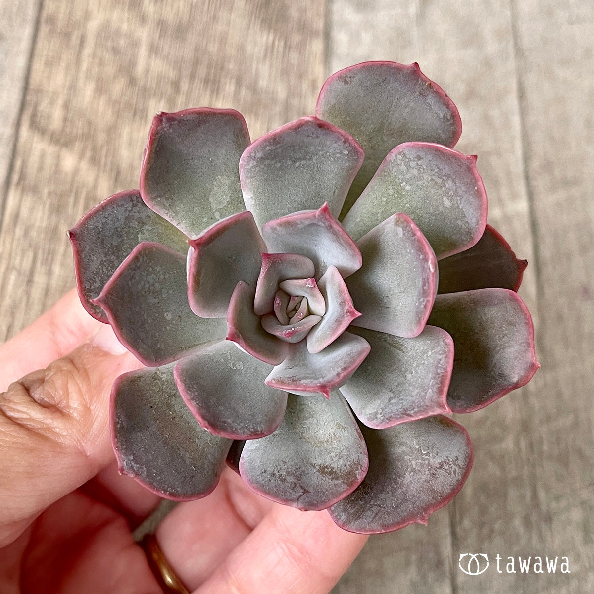 *新入荷* アールグレイ【単頭】