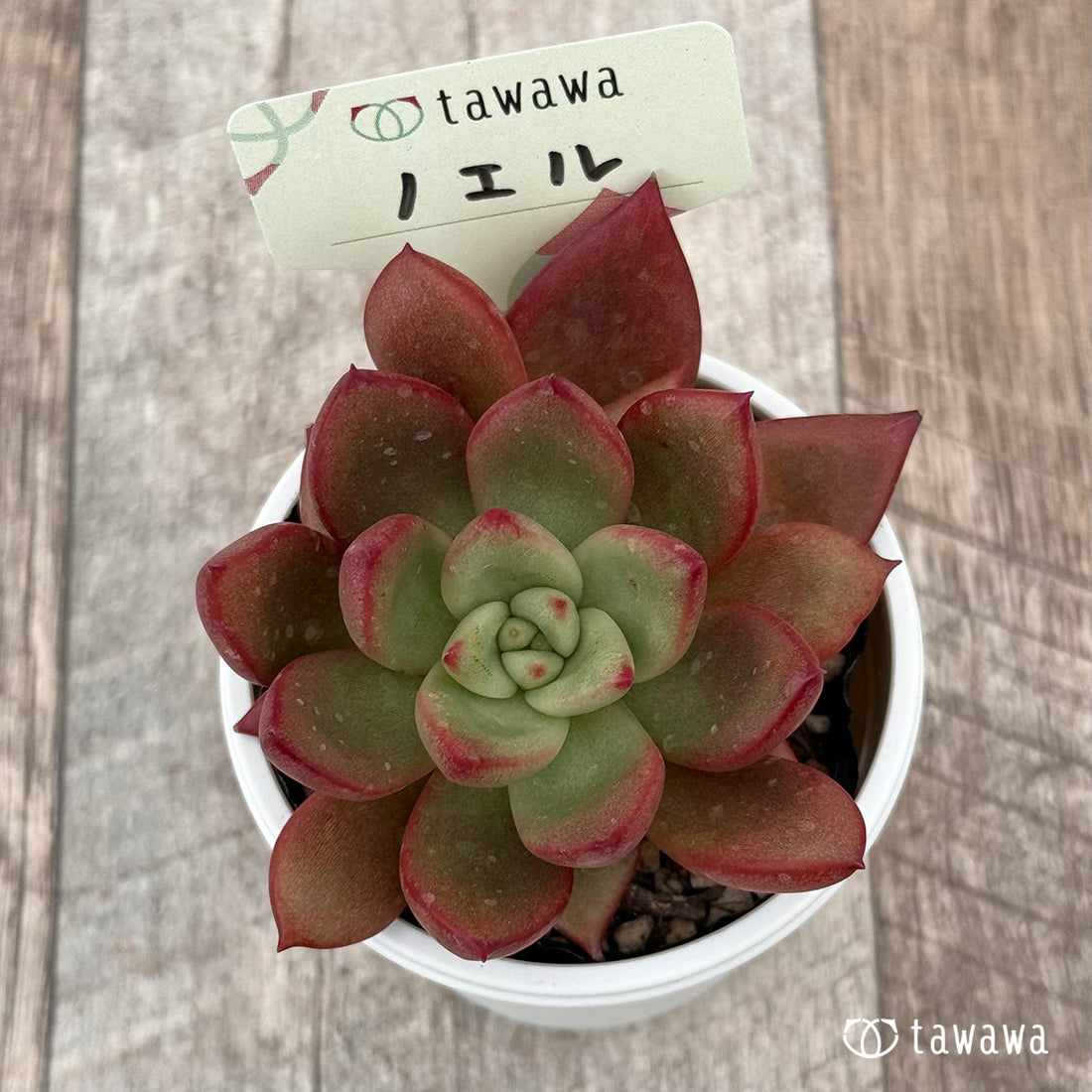 ノエル 【tawawaハウス苗】