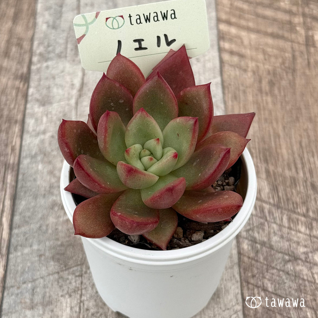 ノエル 【tawawaハウス苗】