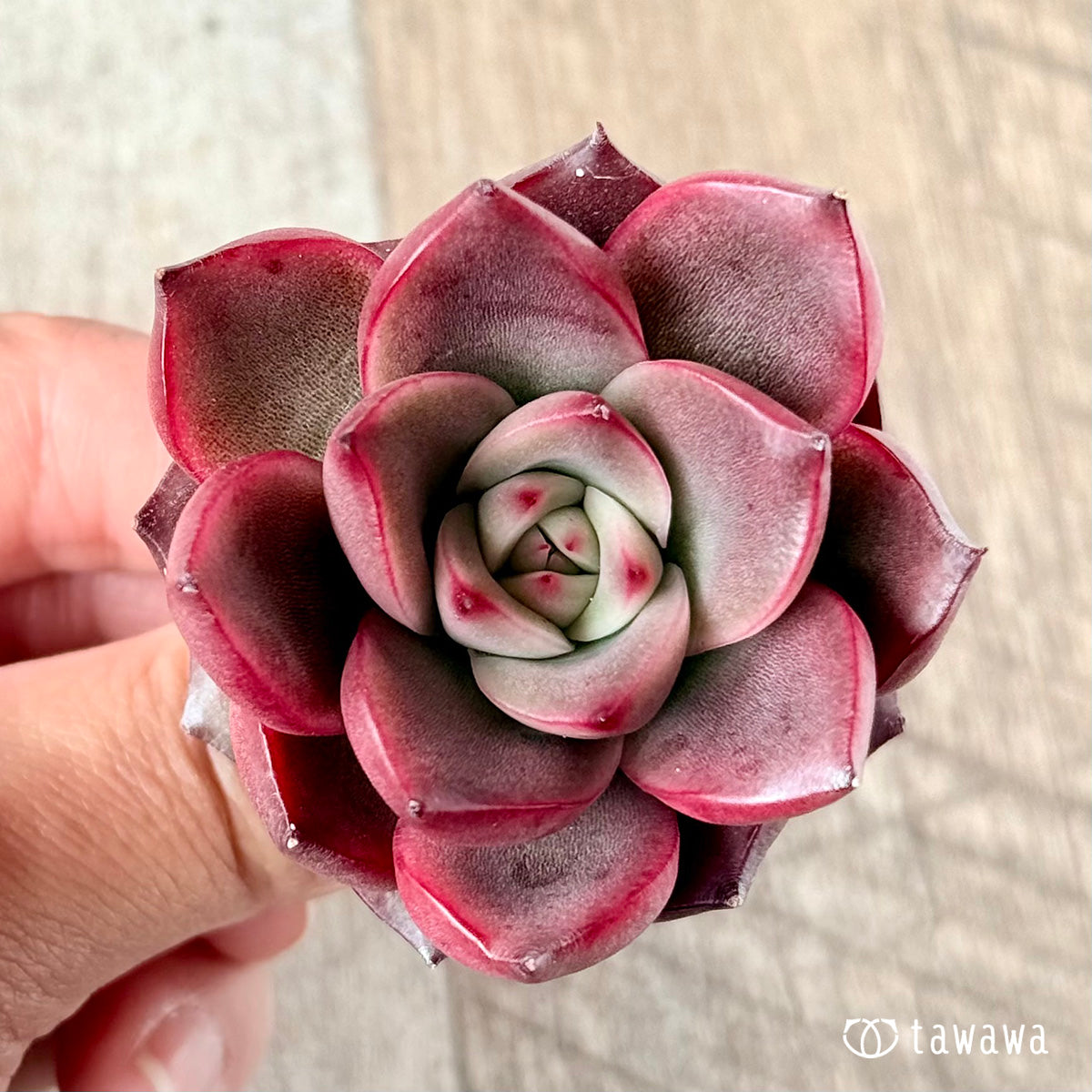 벚꽃 엔딩