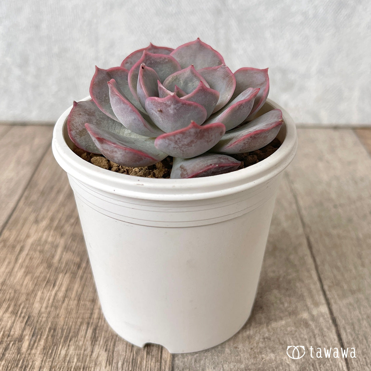 *新入荷* アールグレイ【単頭】